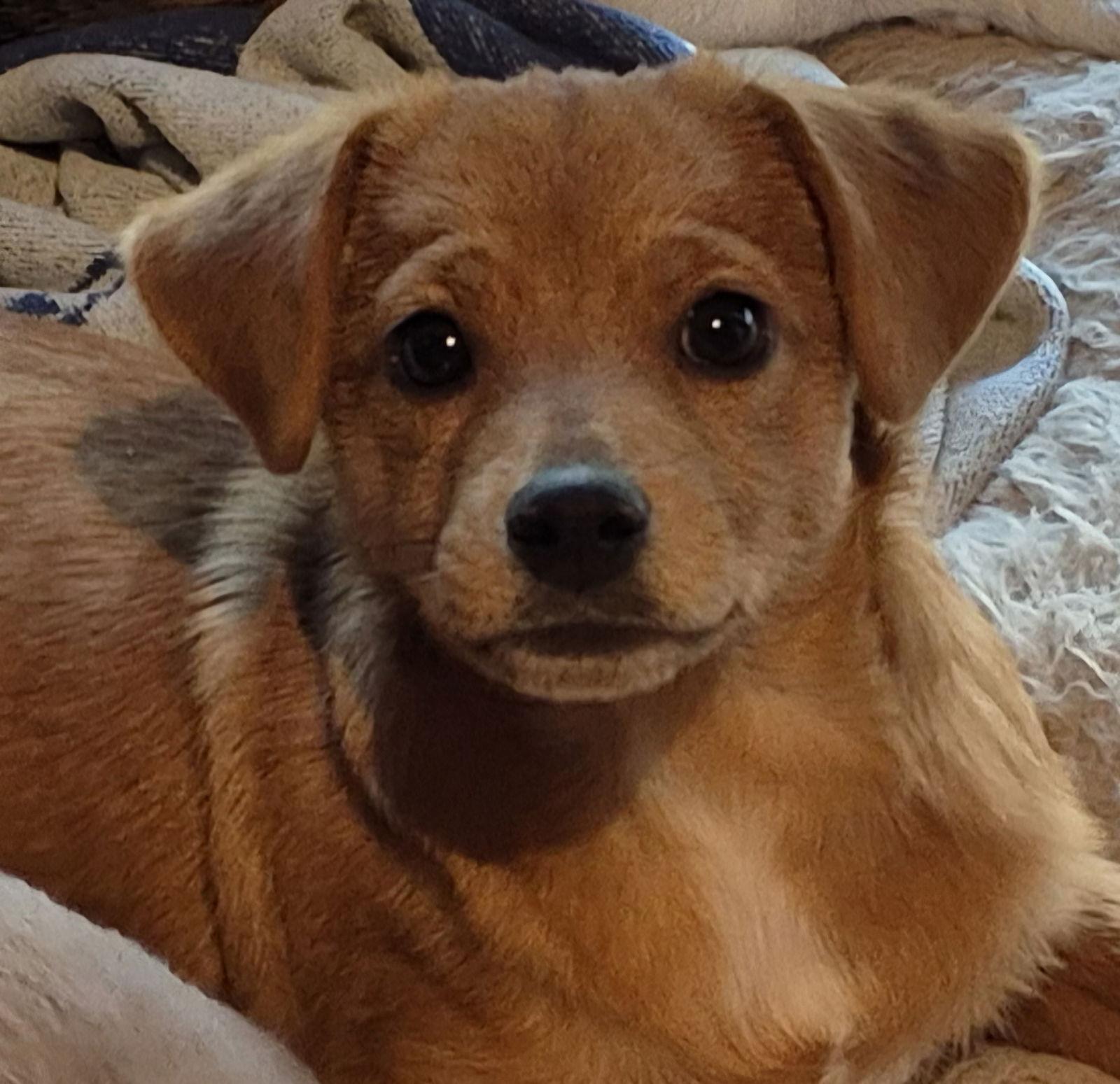 Enlarge Clifford, a Adoptable mixed breed in Lee's Summit, MO image 3/3