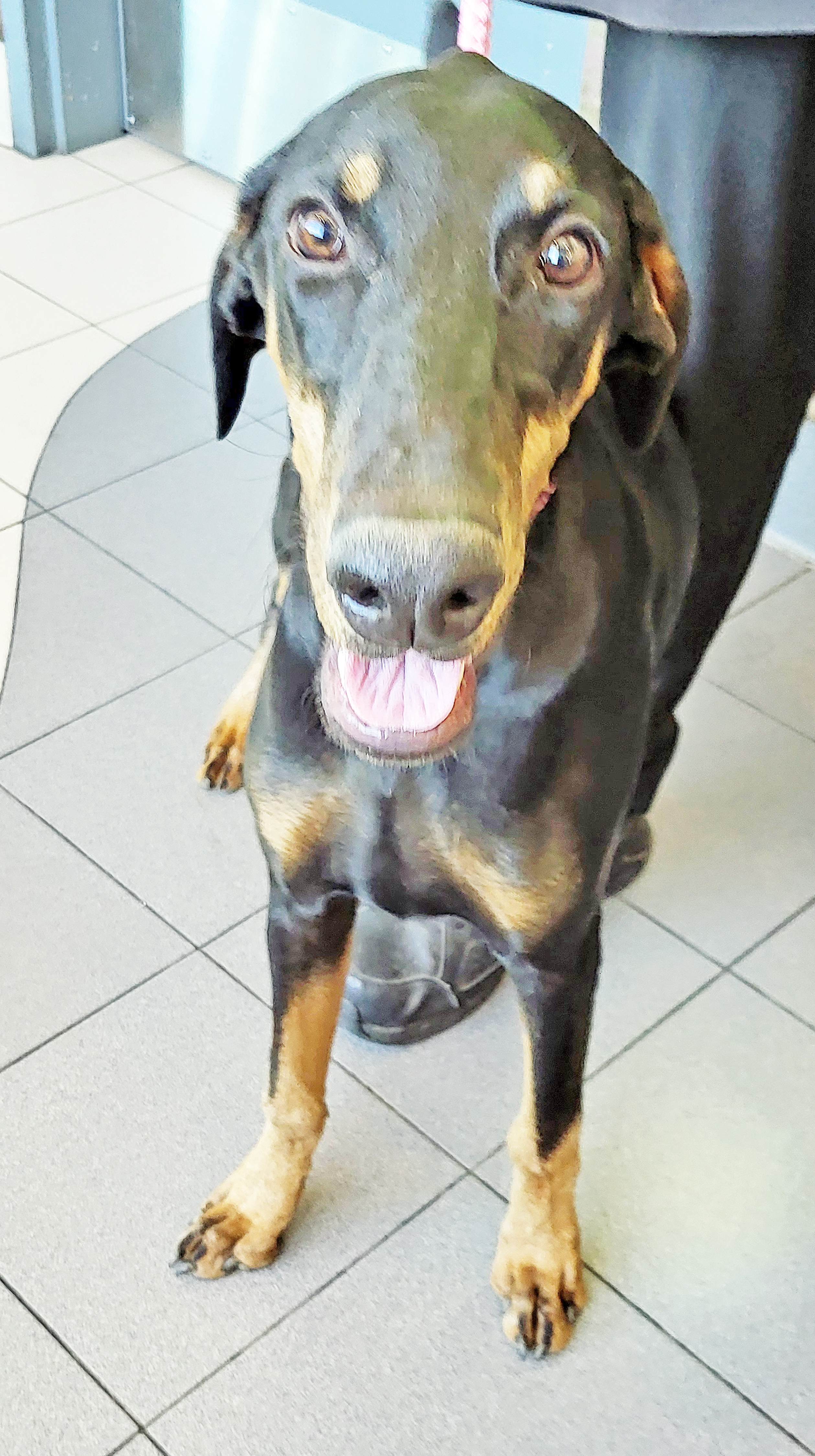 Suzy, Adopted, Young Female Doberman Pinscher.