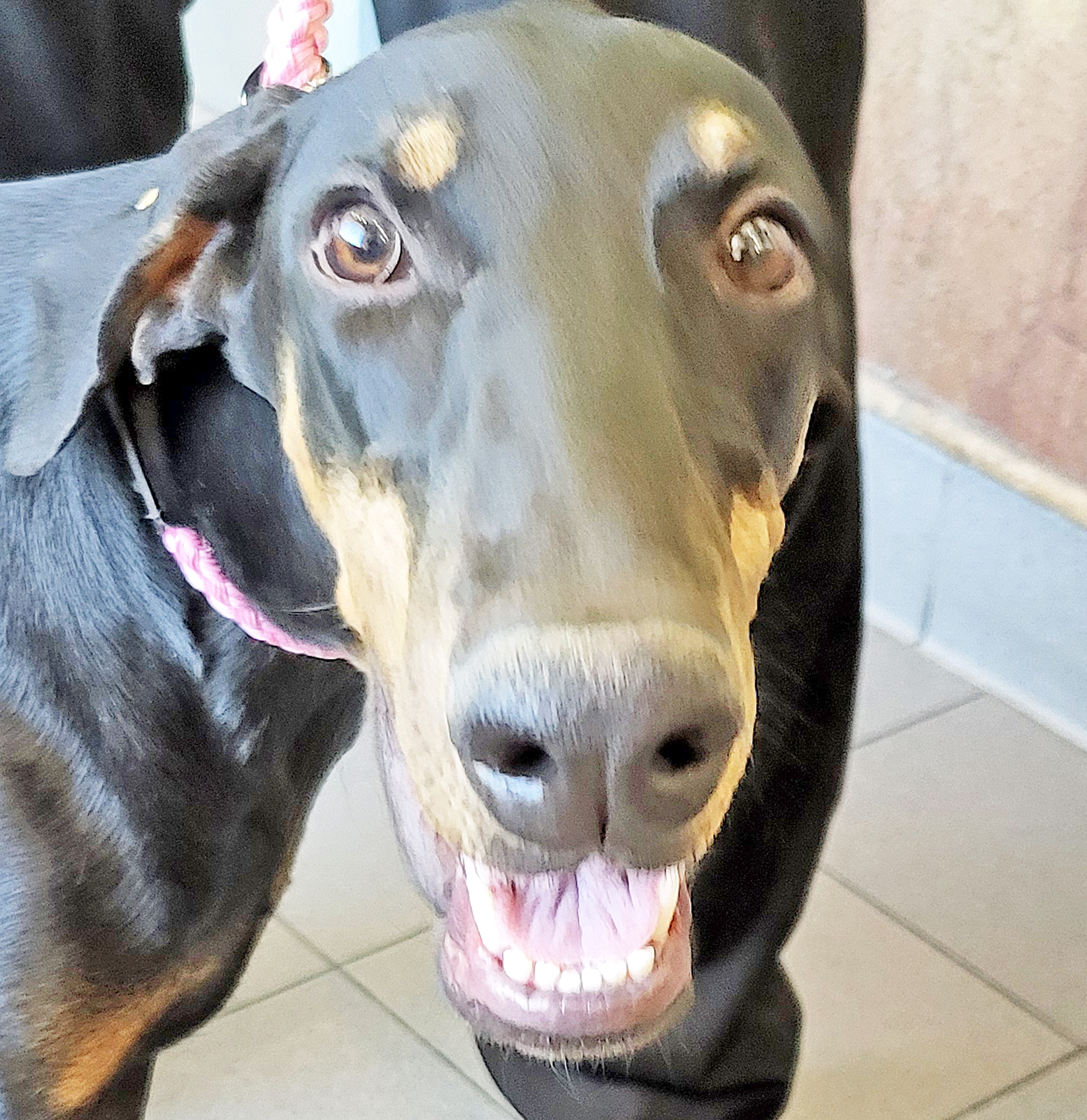 Enlarge Suzy, a Adopted Doberman Pinscher in Las Vegas, NV image 2/4