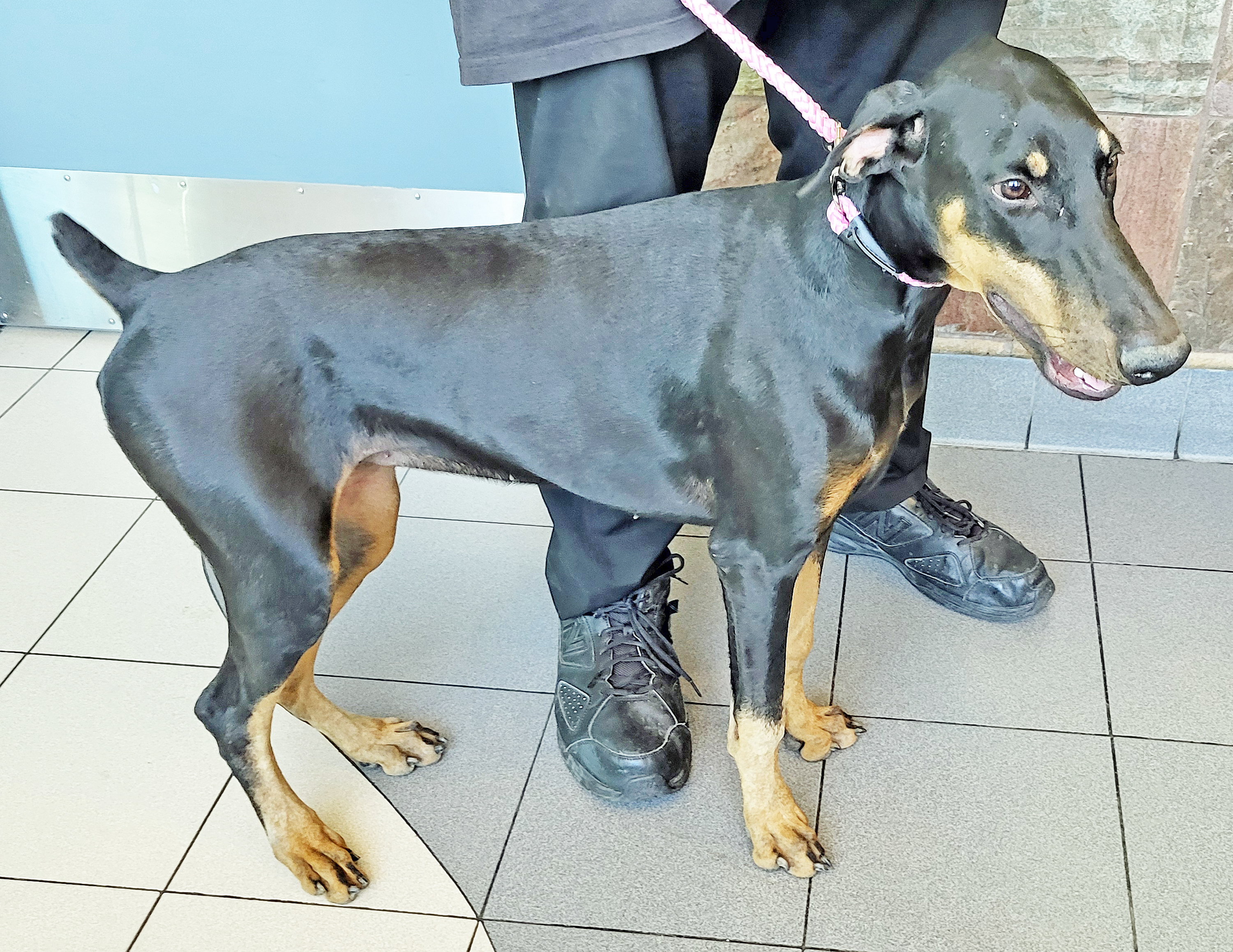 Enlarge Suzy, a Adopted Doberman Pinscher in Las Vegas, NV image 3/4