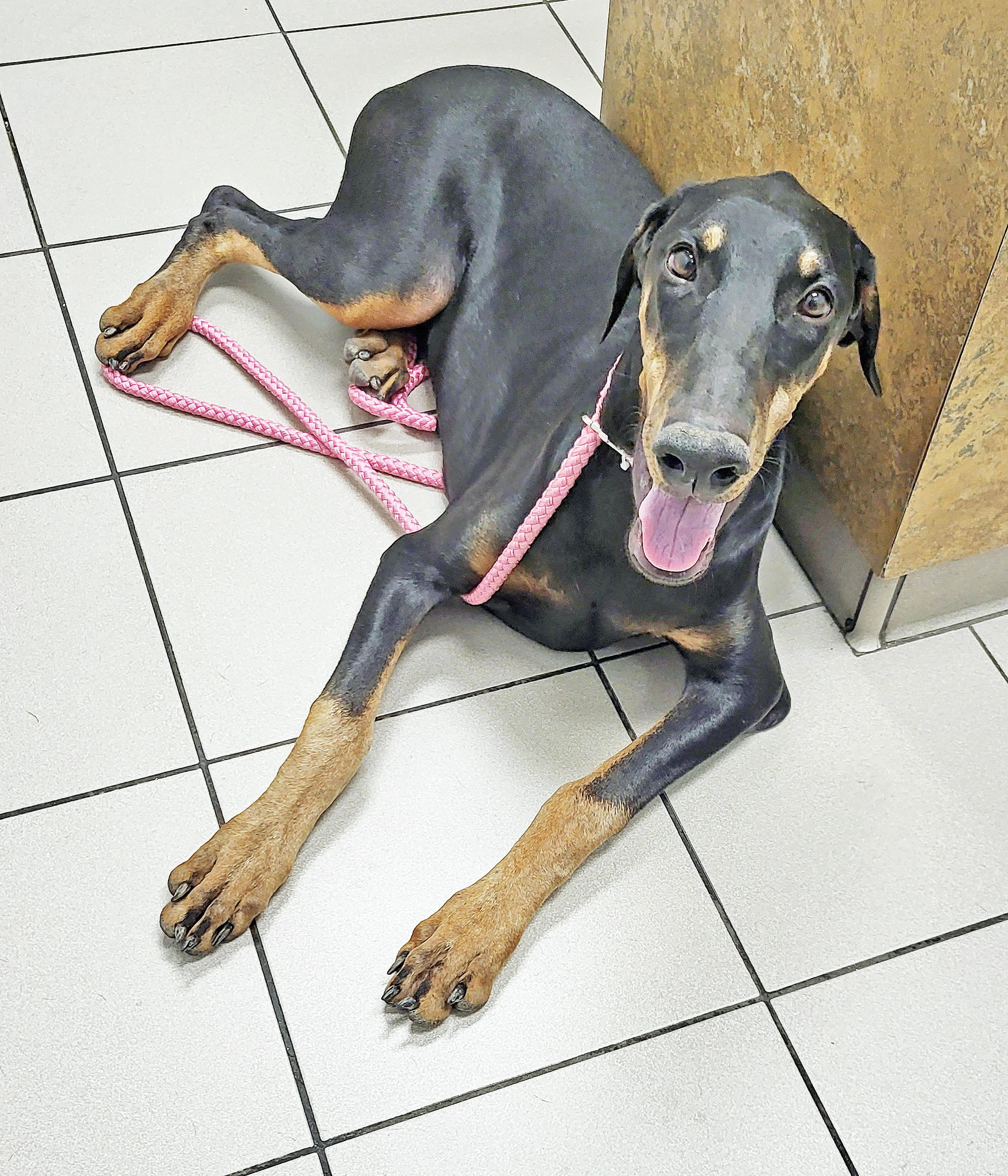 Enlarge Suzy, a Adopted Doberman Pinscher in Las Vegas, NV image 4/4