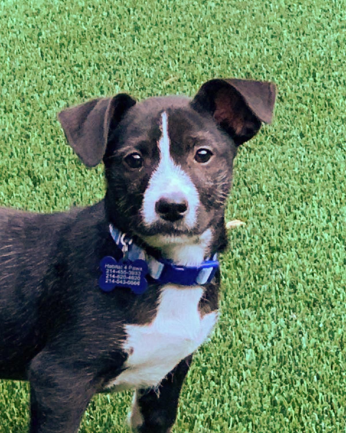 Rocky, ADOPTABLE, Young Male Chihuahua.