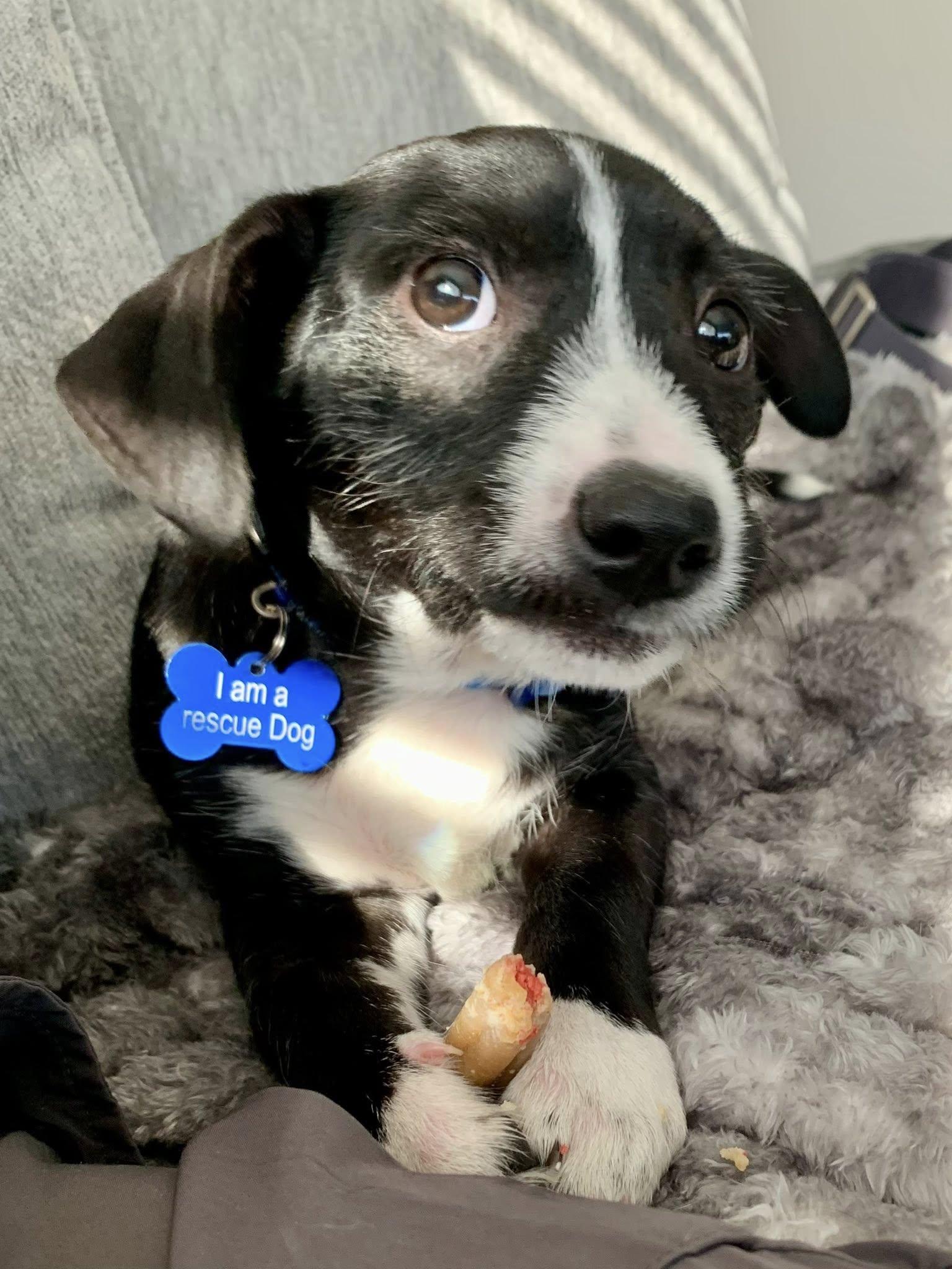 Enlarge Rocky, a ADOPTABLE mixed breed in Frisco, TX image 3/4