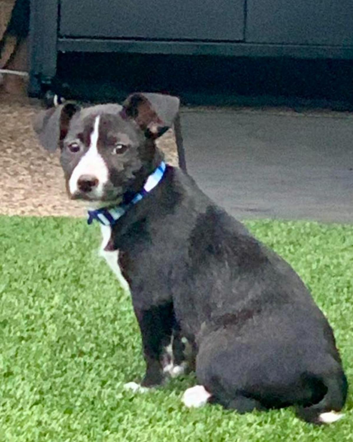 Enlarge Rocky, a ADOPTABLE mixed breed in Frisco, TX image 4/4
