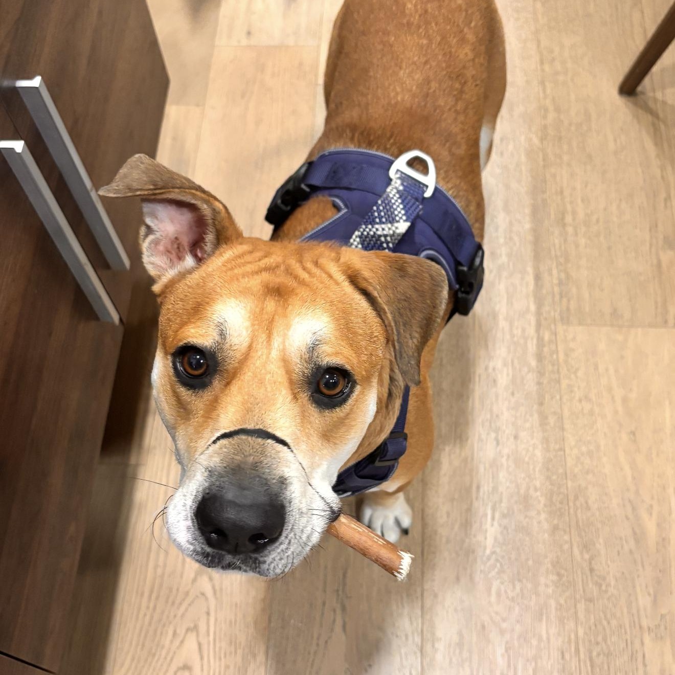 Enlarge Churro, a Adoptable mixed breed in Burlington , VT image 5/6