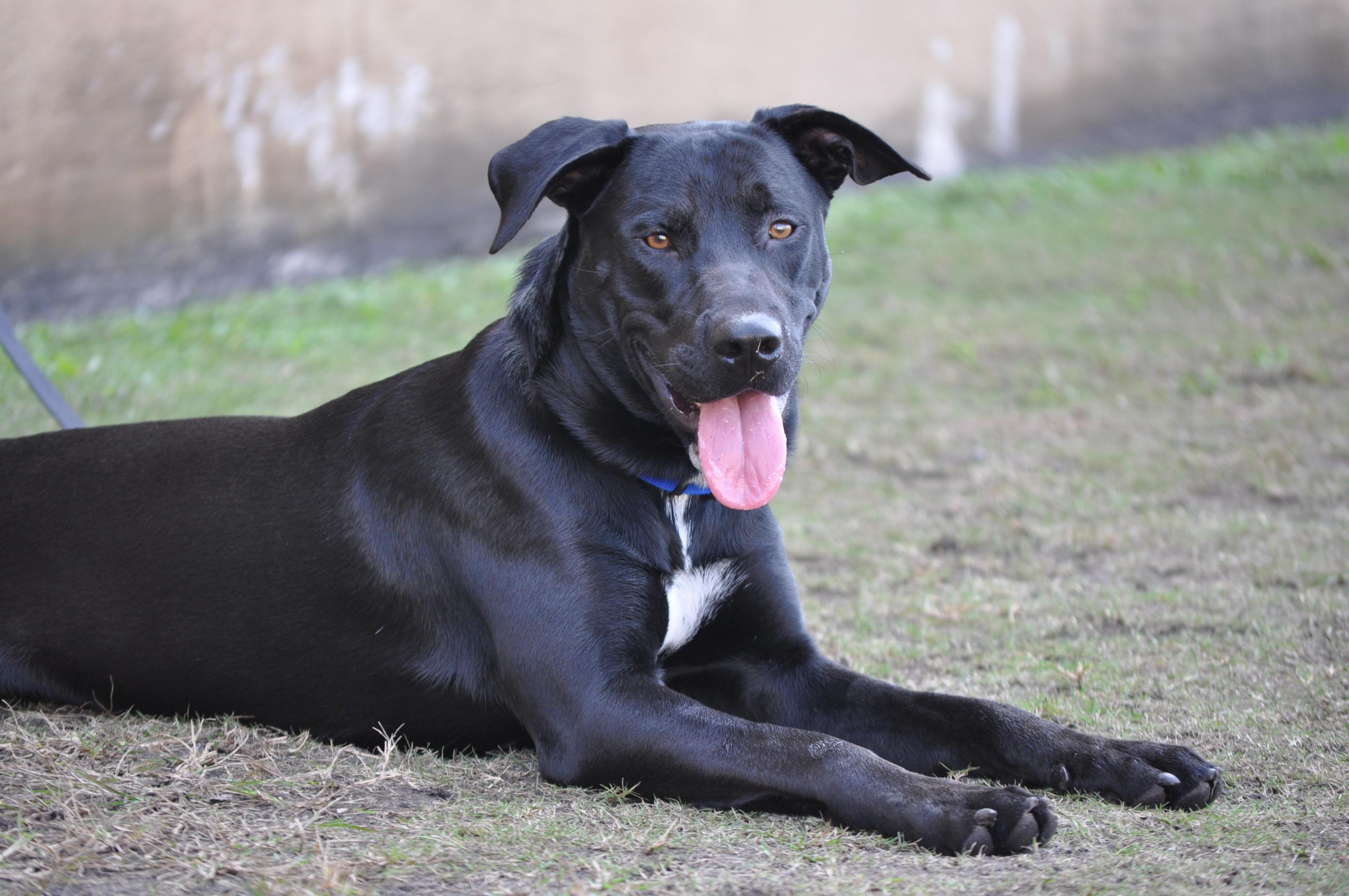 Rascal-TRAINED DOG, ADOPTABLE, Young Male Labrador Retriever & Mixed Breed.