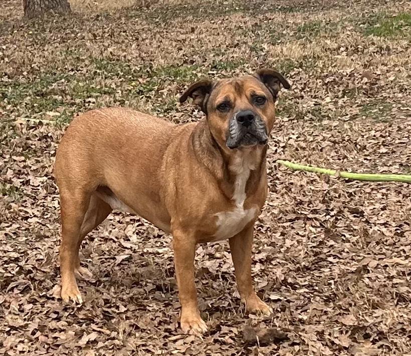 Radar, Adoptable, Adult Male Boxer & Pit Bull Terrier.