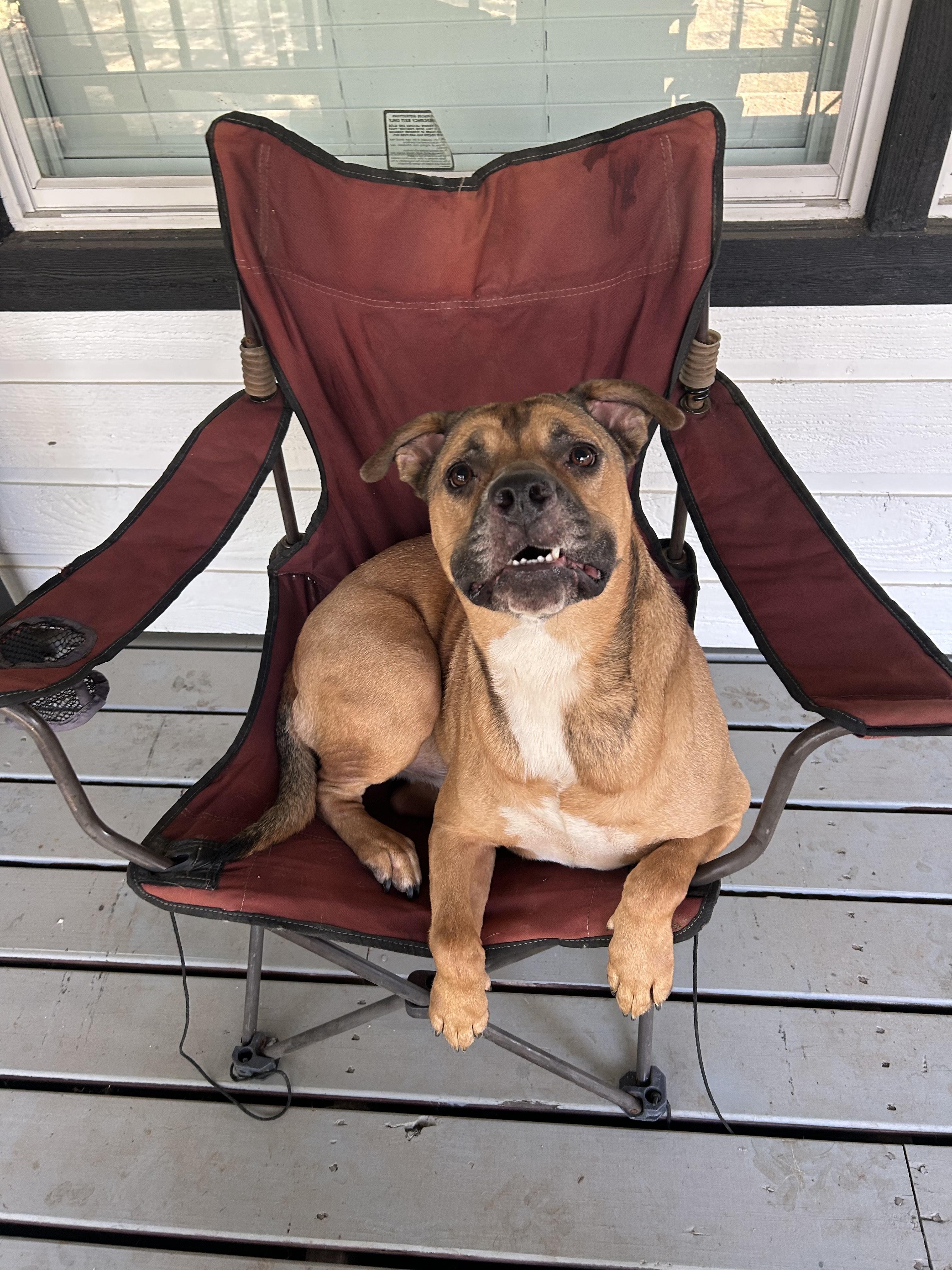 Enlarge Radar, a Adoptable mixed breed in Burleson, TX image 2/2