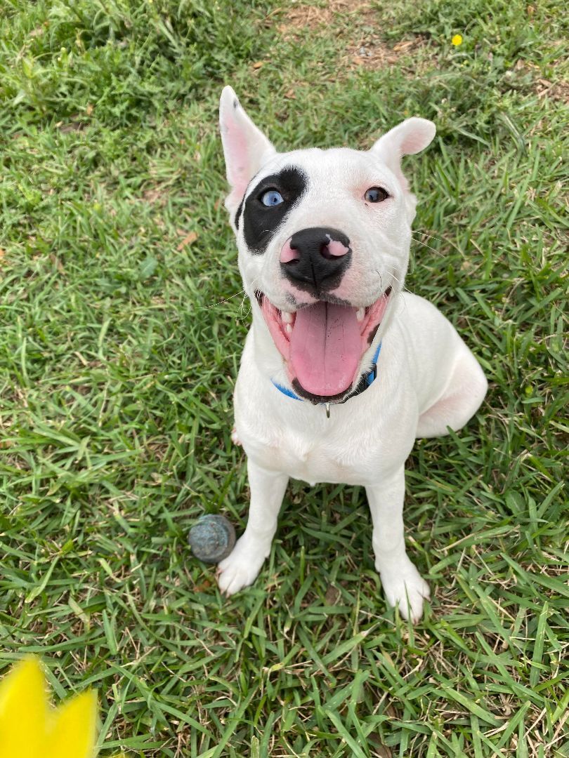Enlarge Ice, a Adopted mixed breed in Billings, MT image 4/8