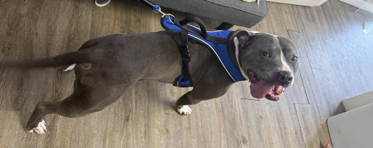 Anubis, Adoptable, Adult Male Pit Bull Terrier.