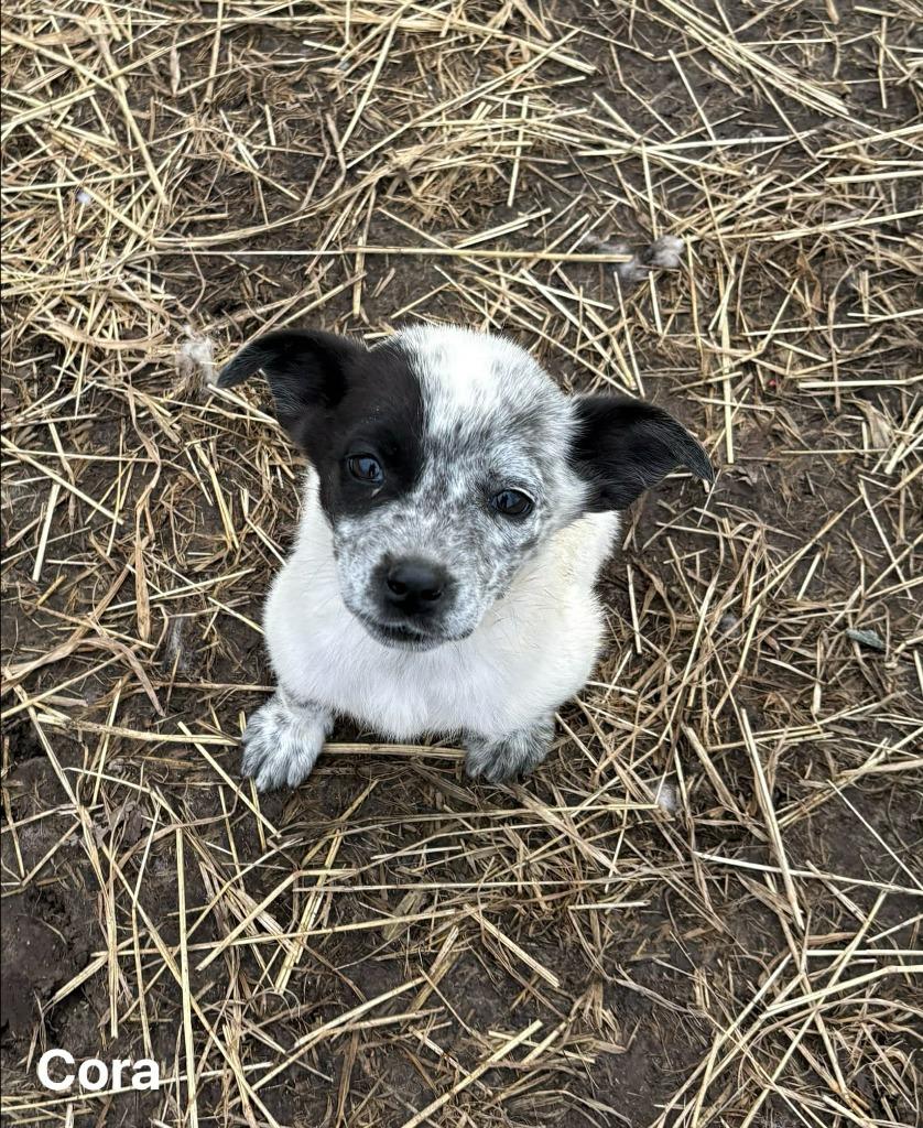 Enlarge Cora, a Adoptable Australian Cattle Dog / Blue Heeler in sun prairie, WI image 1/1
