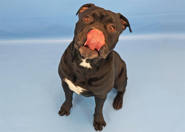 PROSPECTOR PETE, Adoptable, Adult Male Pit Bull Terrier & Mixed Breed.