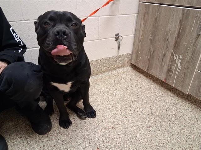 Enlarge PROSPECTOR PETE, a Adoptable mixed breed in Colorado Springs, CO image 1/1