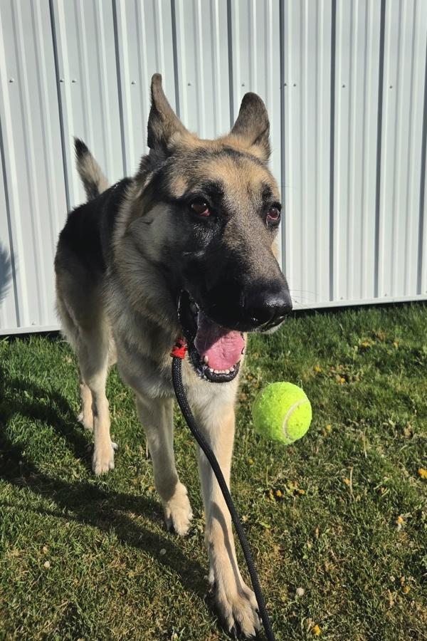 Bear 46084, Adoptable, Adult Male German Shepherd Dog.