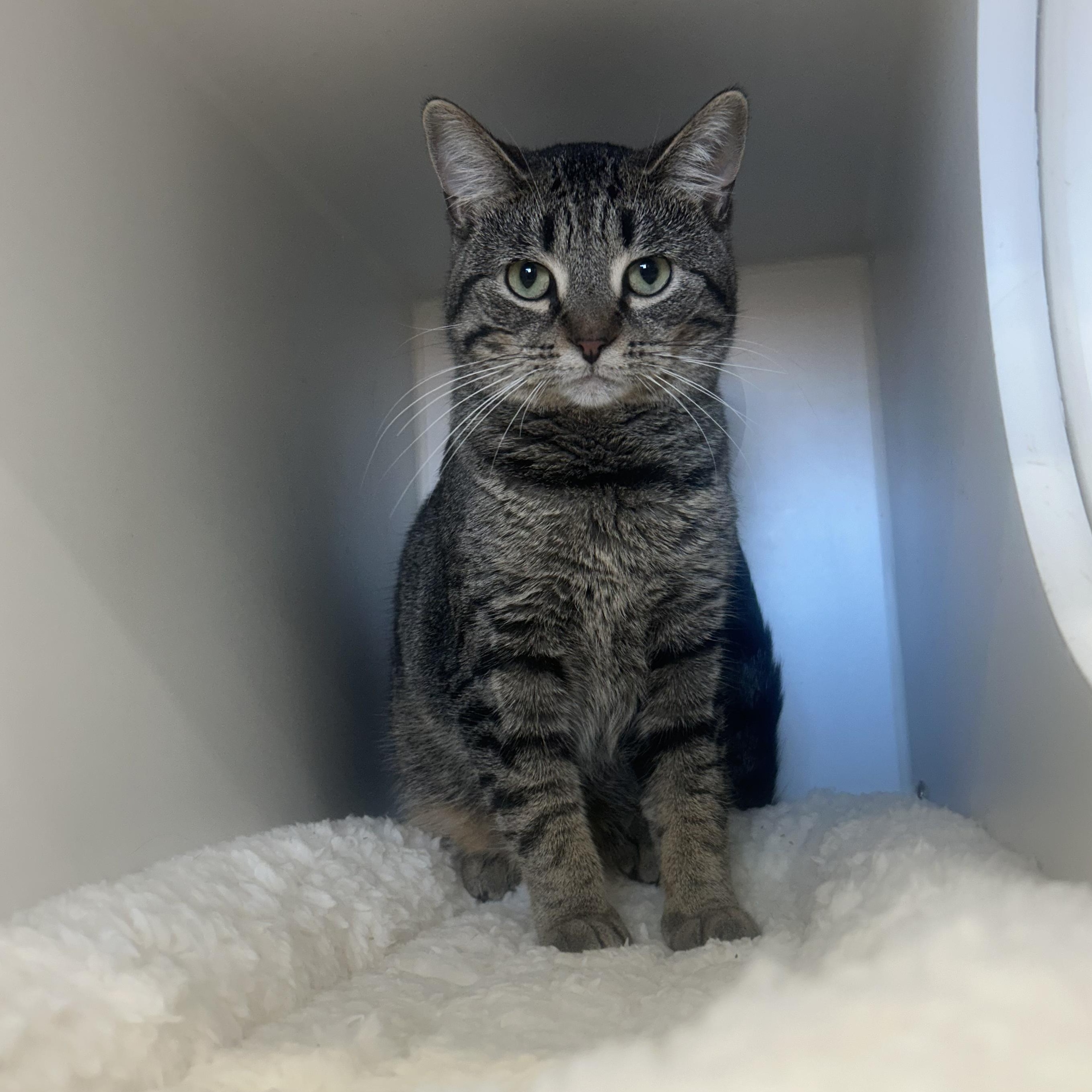 Beauty @ Pet Supplies Plus Woodhaven