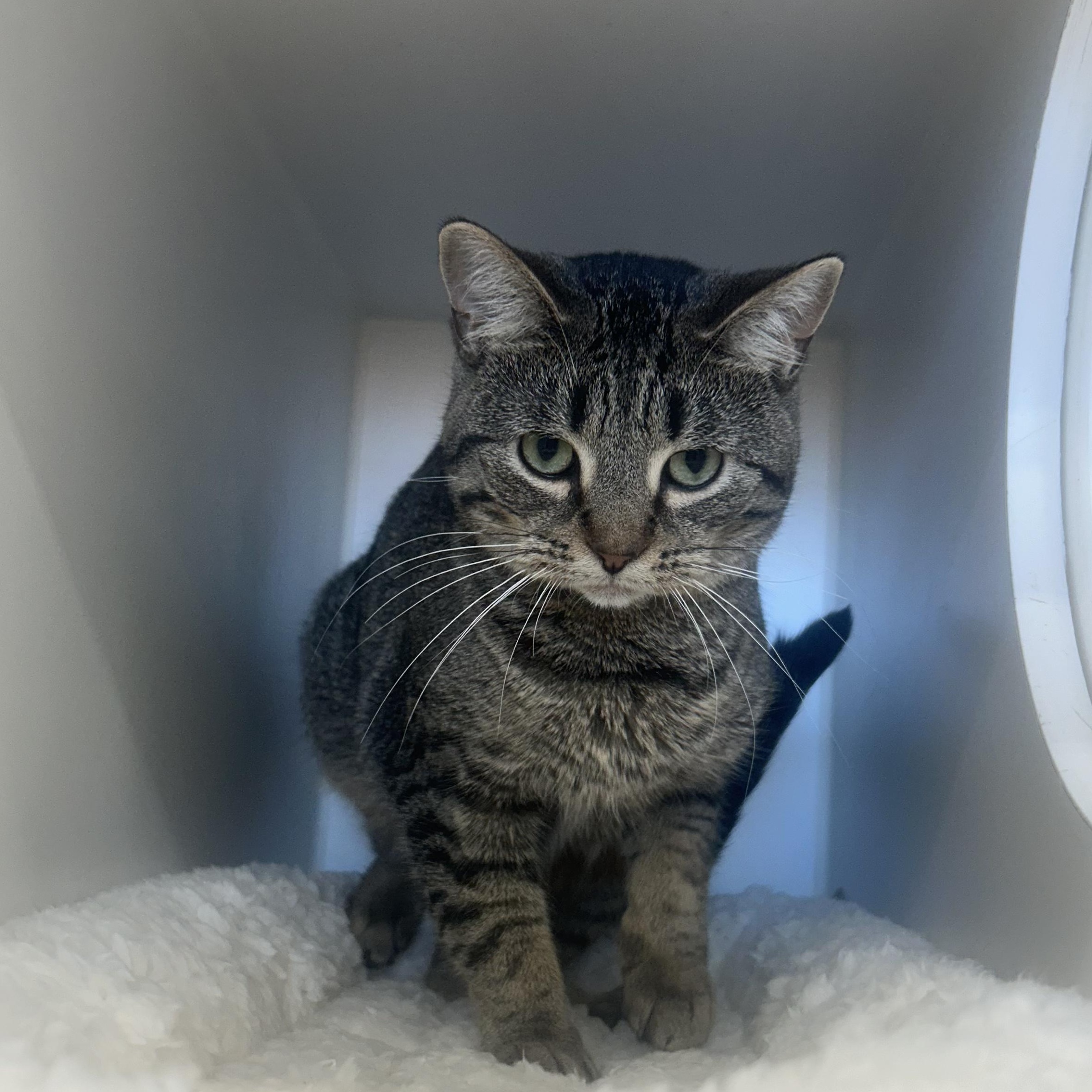 Beauty @ Pet Supplies Plus Woodhaven