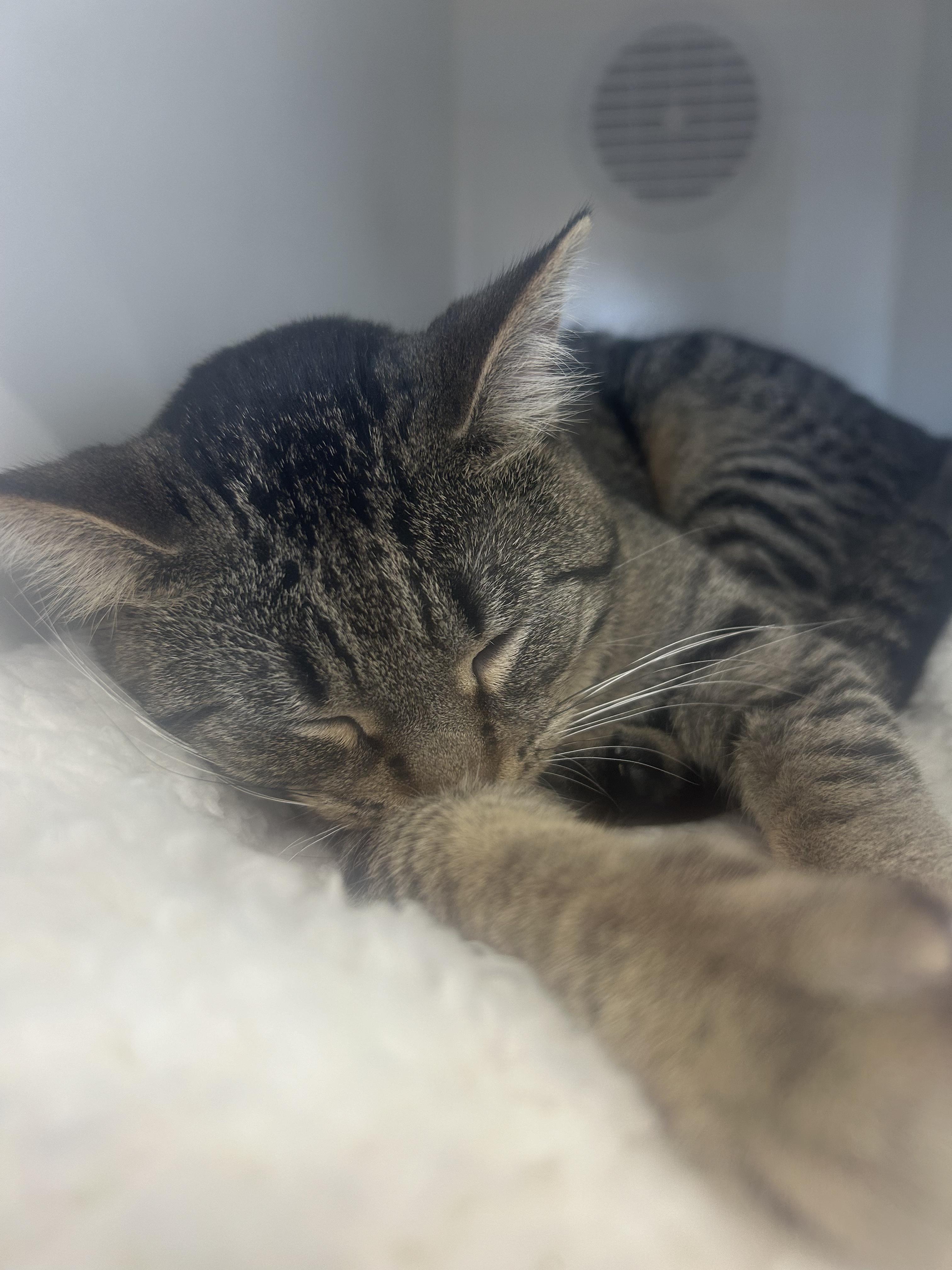 Beauty @ Pet Supplies Plus Woodhaven