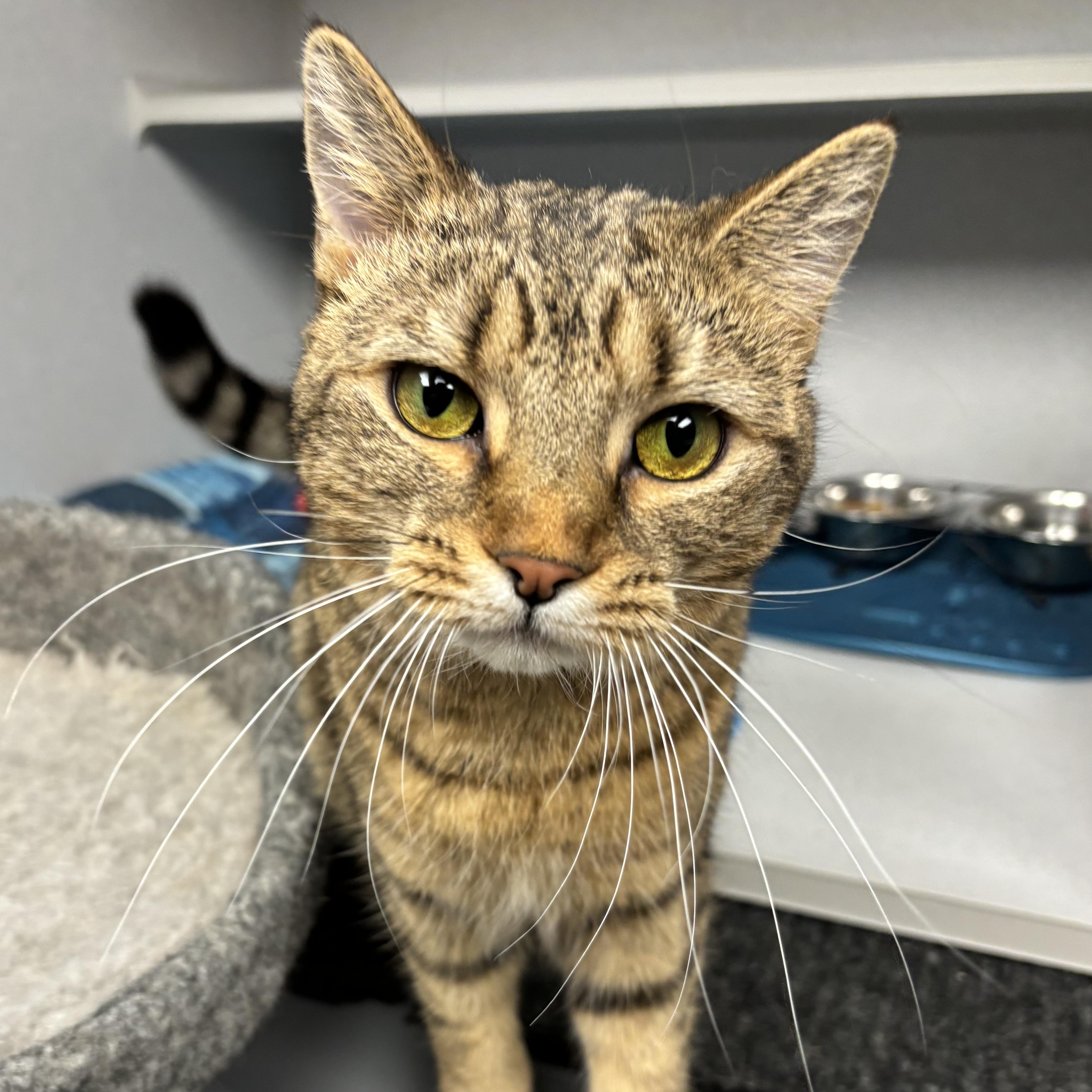 Enlarge Cassidy, a Adoptable Domestic Short Hair in Waynesburg, PA image 4/6