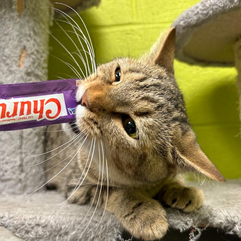 Enlarge Cassidy, a Adoptable Domestic Short Hair in Waynesburg, PA image 3/6