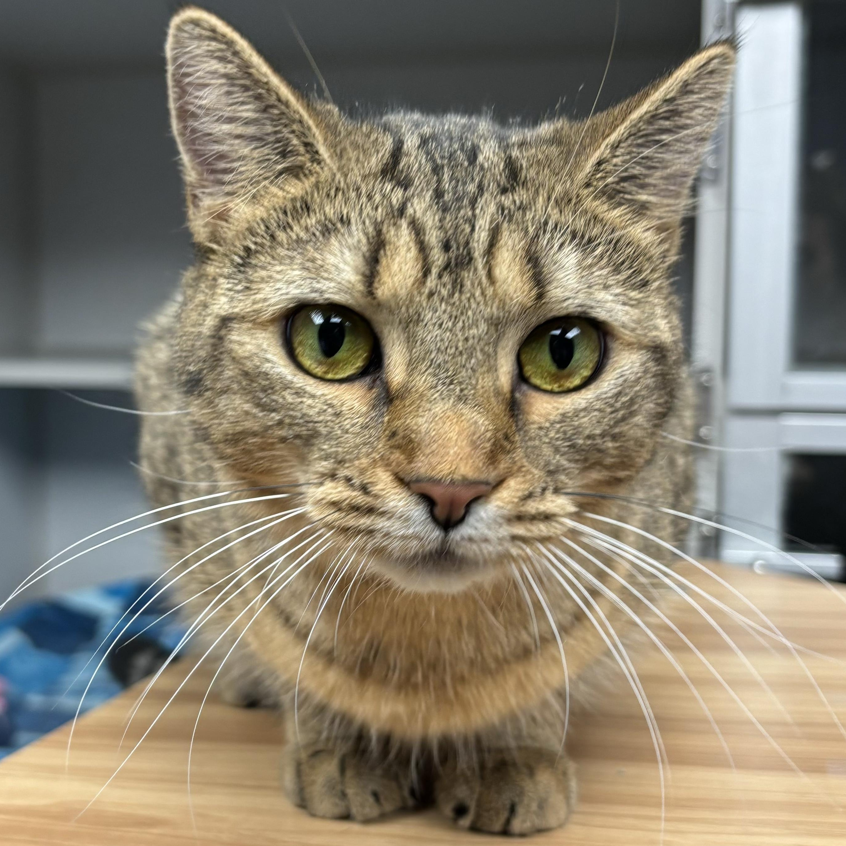 Enlarge Cassidy, a Adoptable Domestic Short Hair in Waynesburg, PA image 1/6