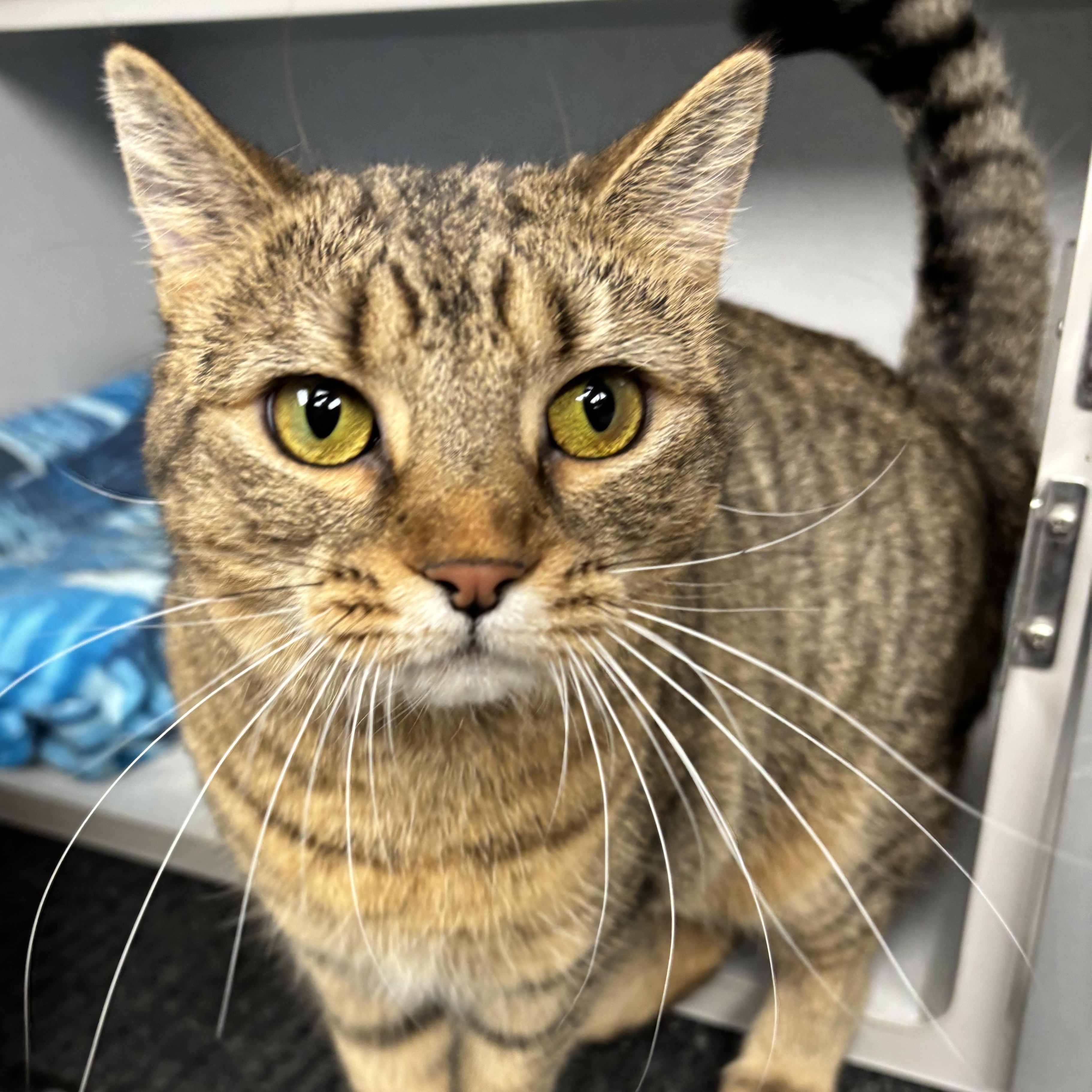 Enlarge Cassidy, a Adoptable Domestic Short Hair in Waynesburg, PA image 5/6