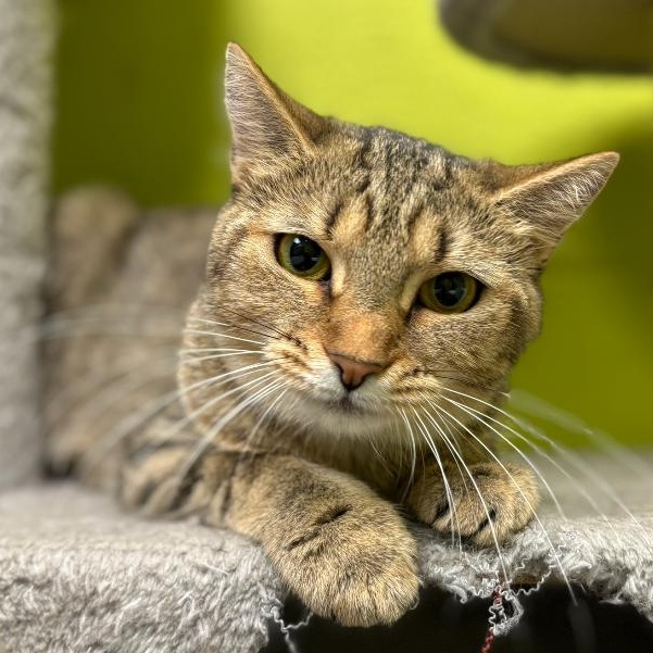 Enlarge Cassidy, a Adoptable Domestic Short Hair in Waynesburg, PA image 2/6