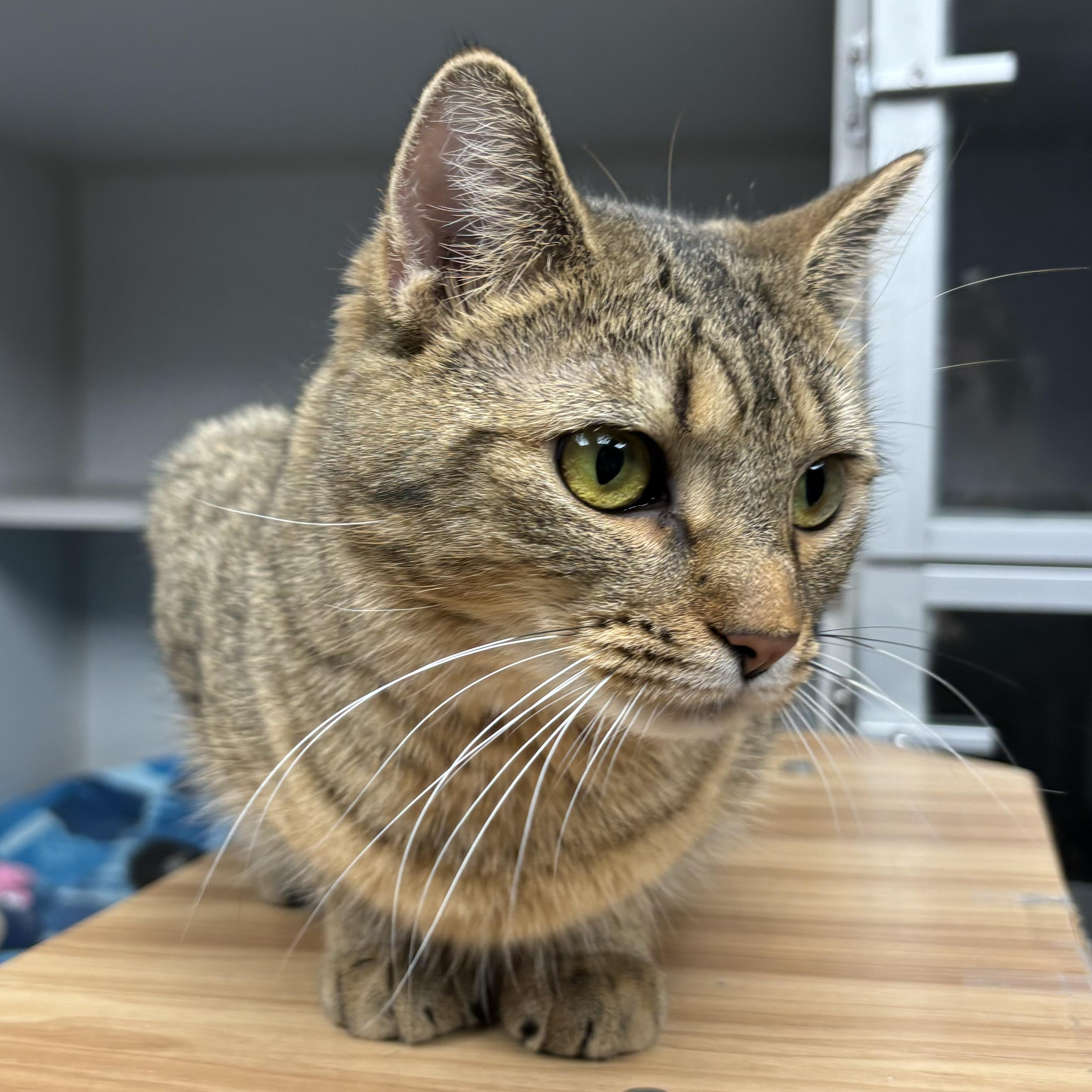 Enlarge Cassidy, a Adoptable Domestic Short Hair in Waynesburg, PA image 6/6