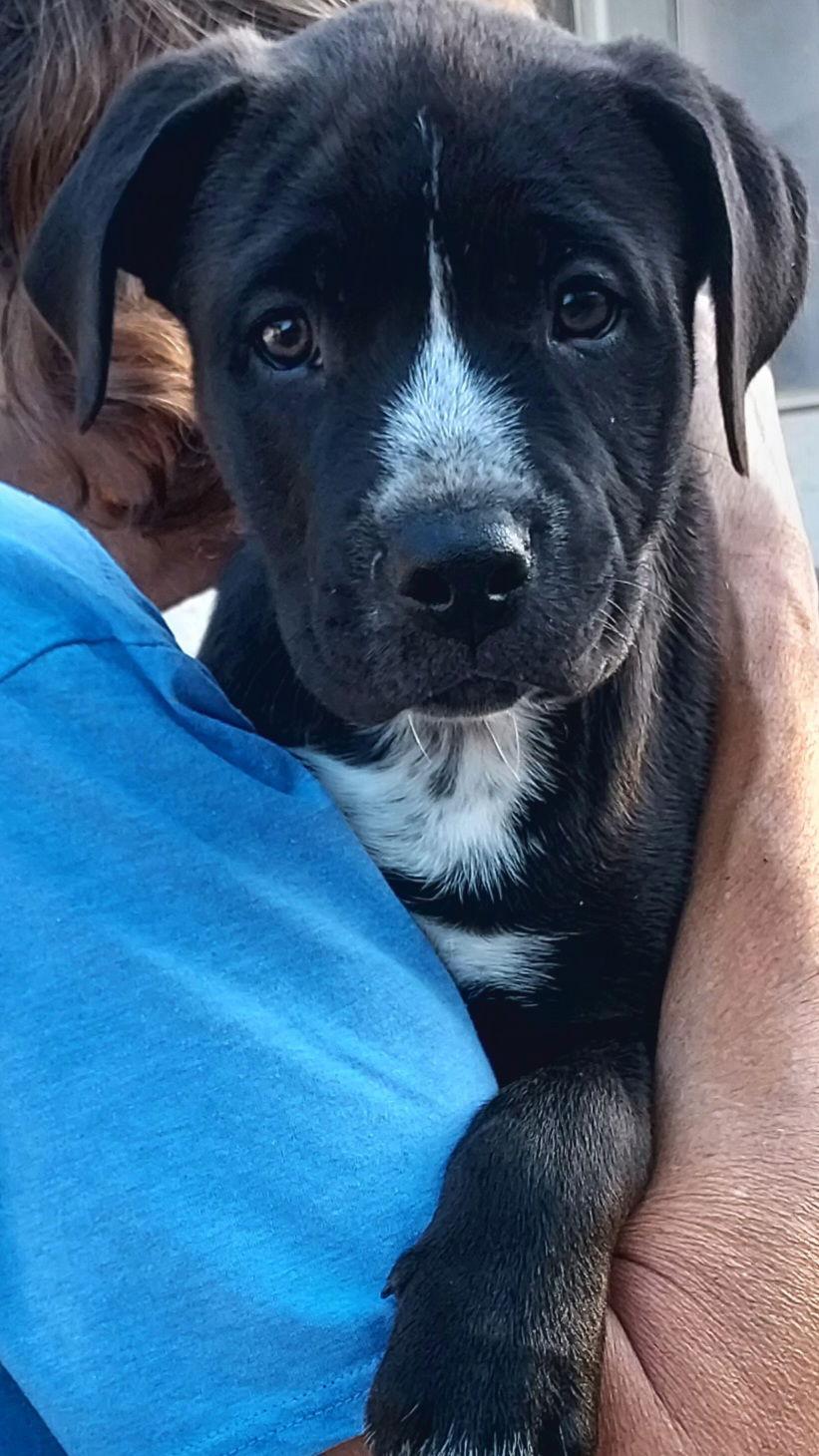 Titan, Adopted, Puppy Male Labrador Retriever.