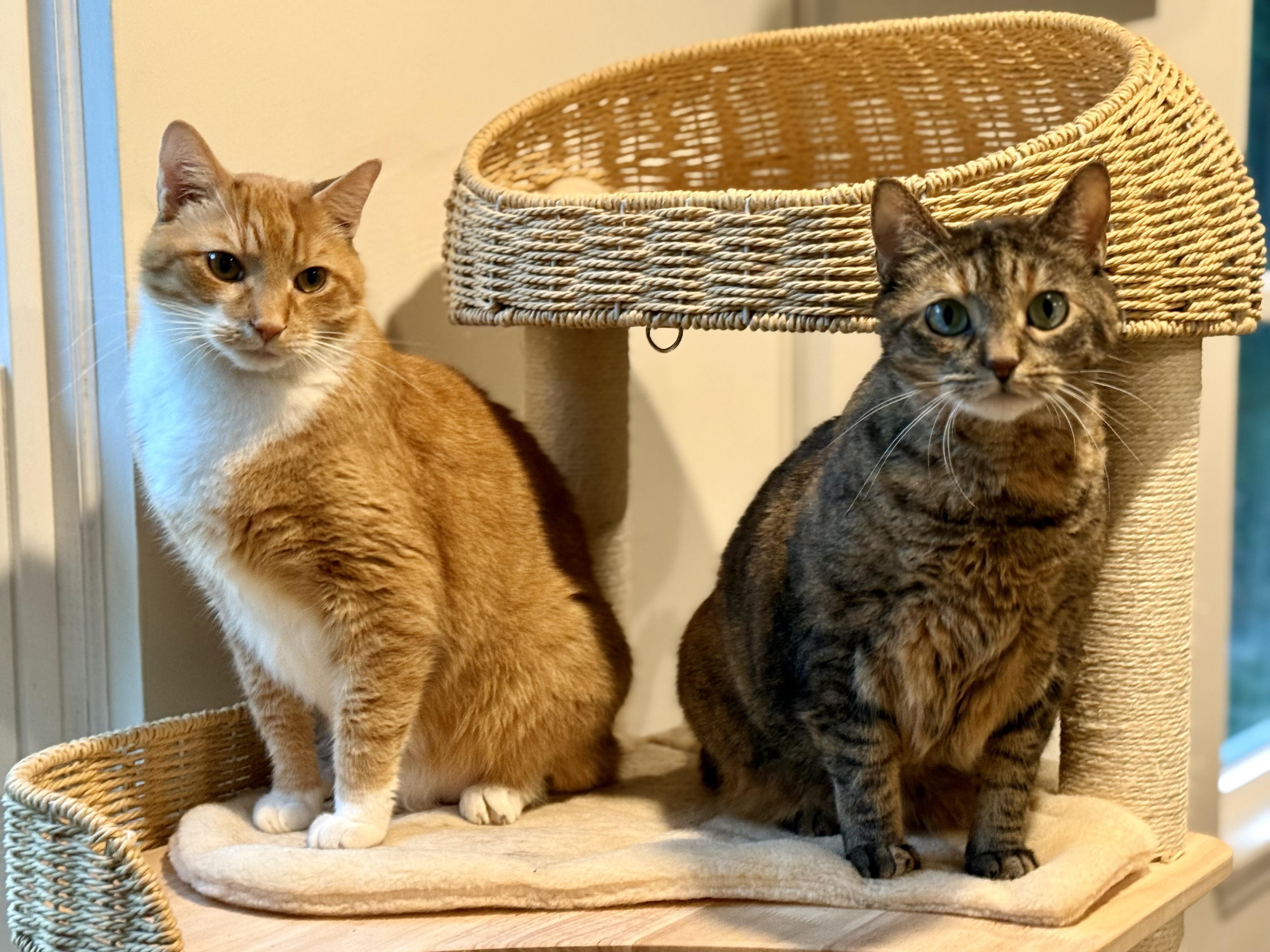 Enlarge Jett, a Adopted Domestic Short Hair in Galloway, NJ image 4/6
