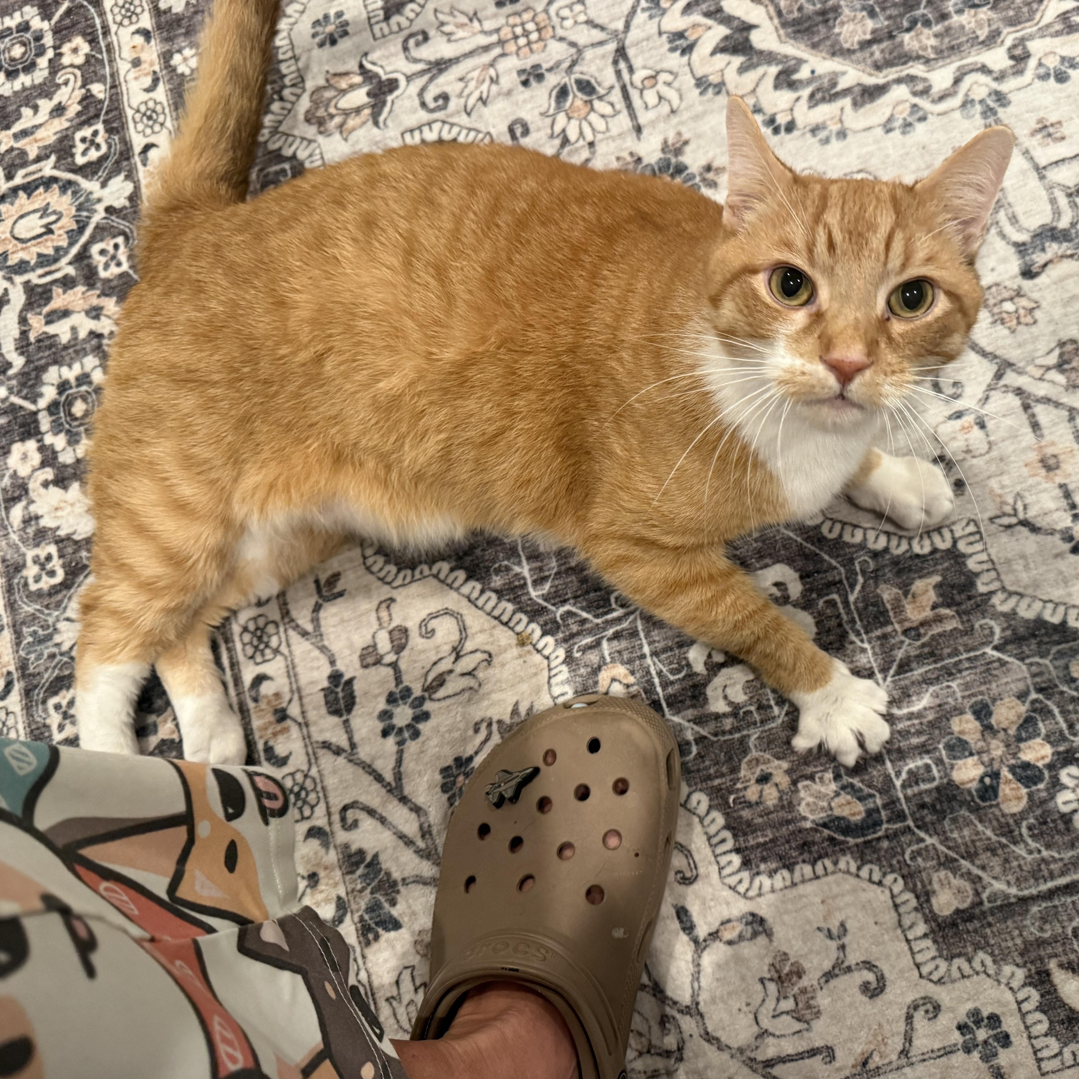 Enlarge Jett, a Adopted Domestic Short Hair in Galloway, NJ image 1/6