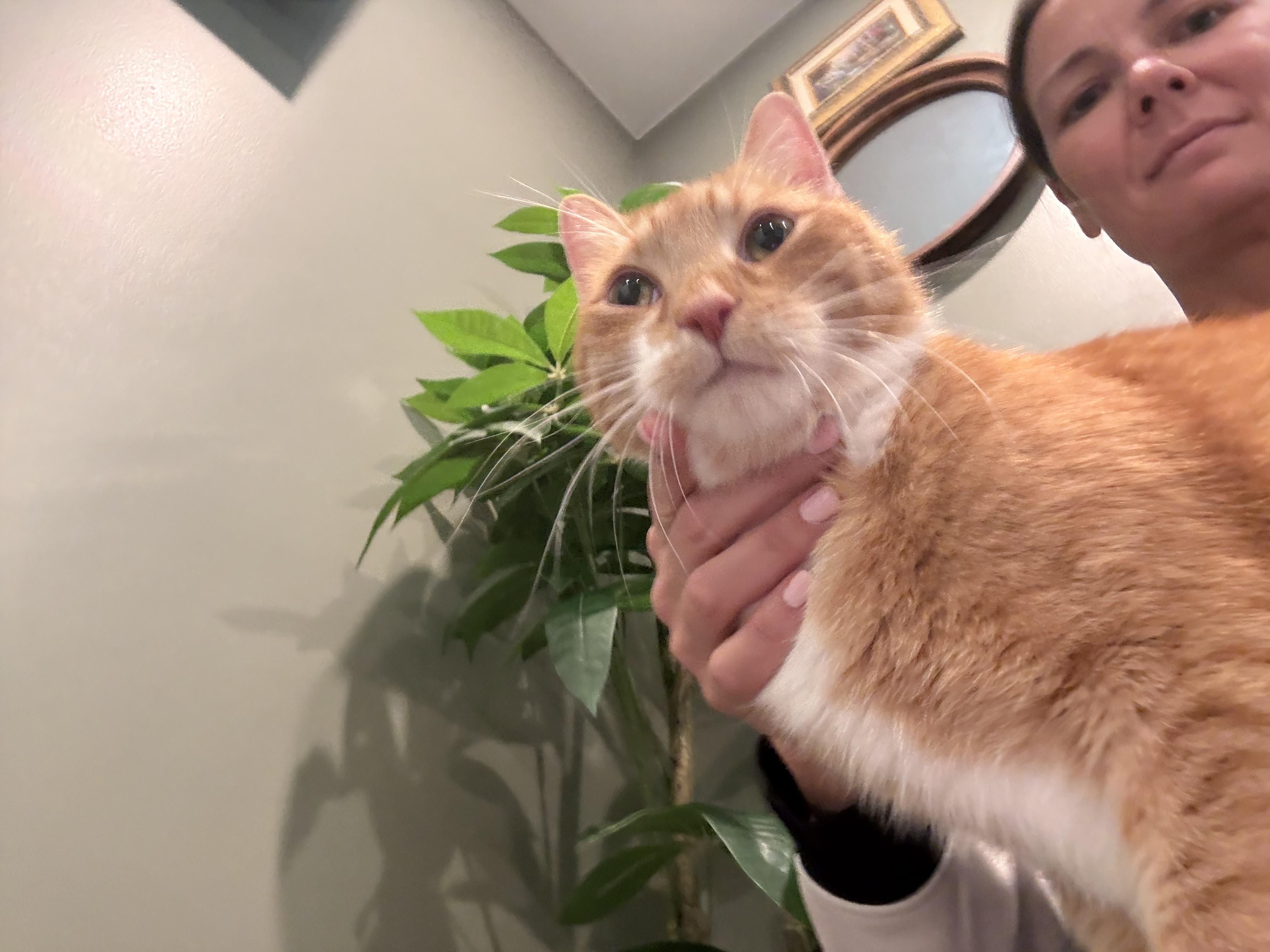 Enlarge Jett, a Adopted Domestic Short Hair in Galloway, NJ image 5/6
