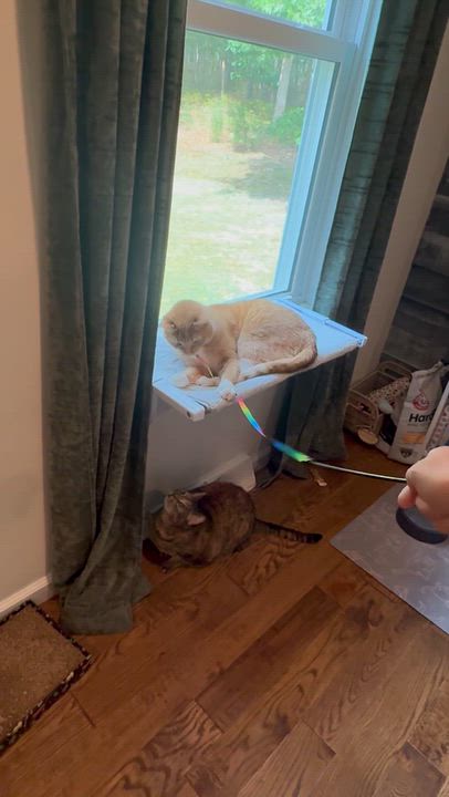 Enlarge Jett, a Adopted Domestic Short Hair in Galloway, NJ video 2/6