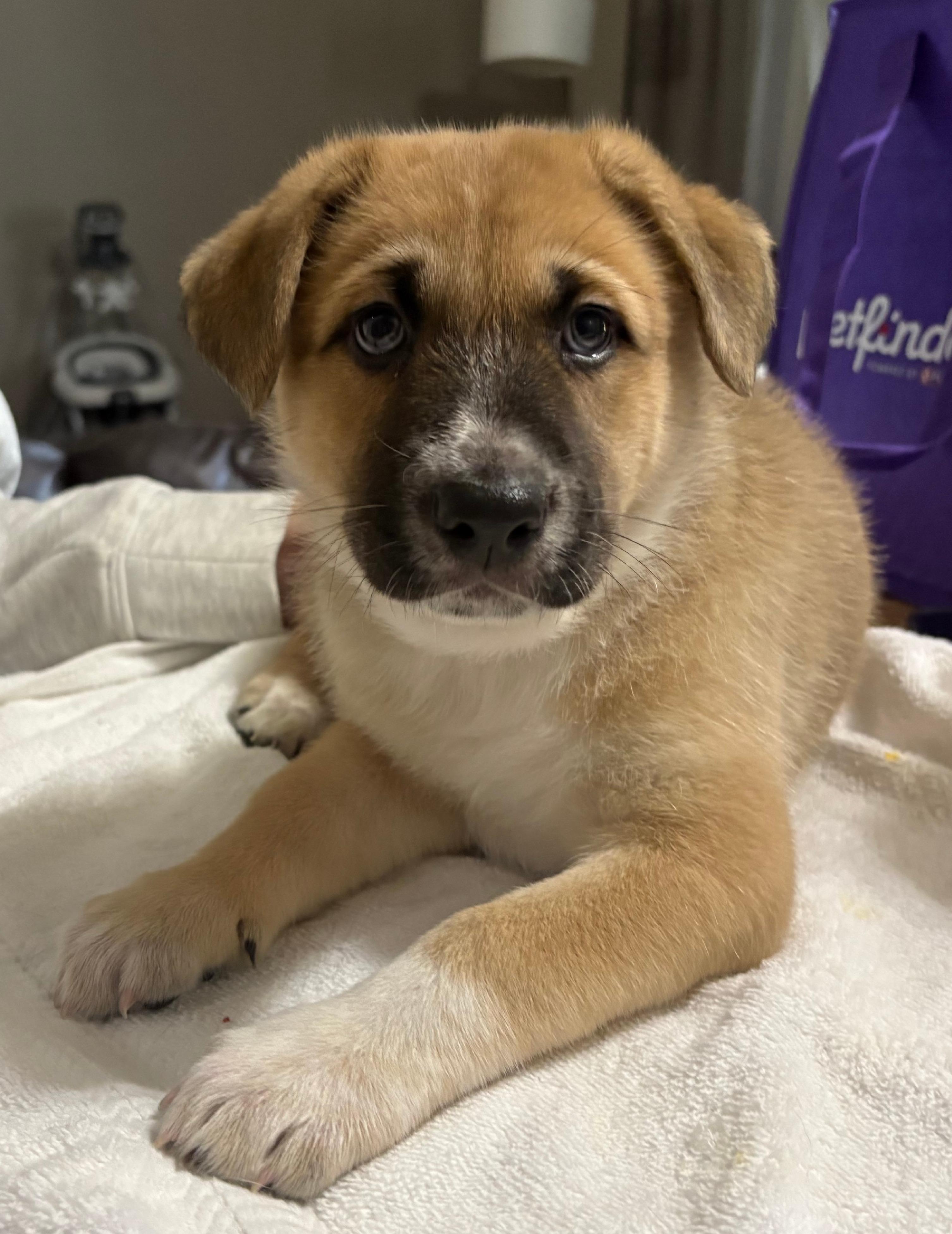 Enlarge Windsor, an adopted mixed breed in Argyle, TX image 2/3