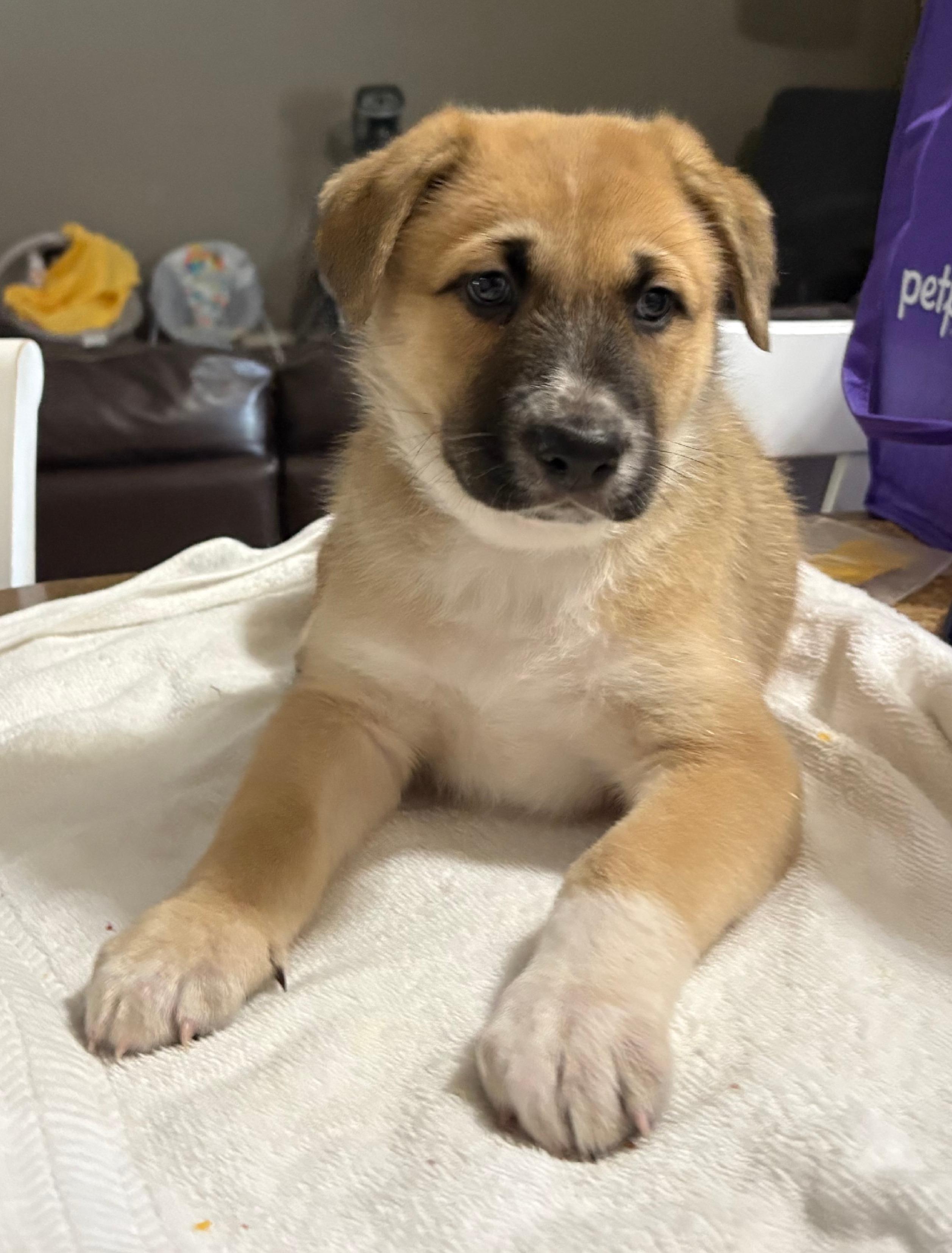 Enlarge Windsor, an adopted mixed breed in Argyle, TX image 3/3