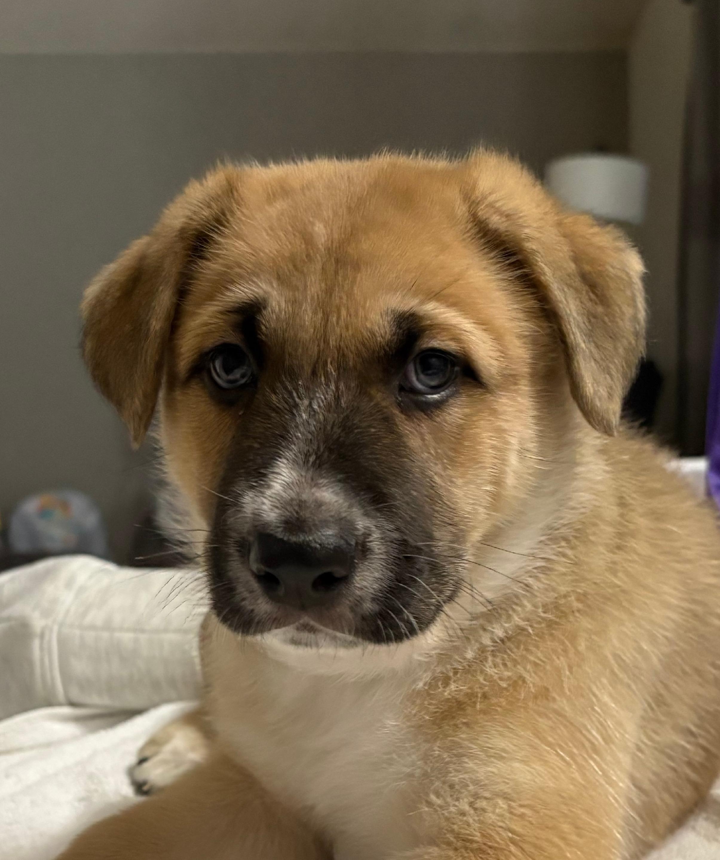 Enlarge Windsor, an adopted mixed breed in Argyle, TX image 1/3