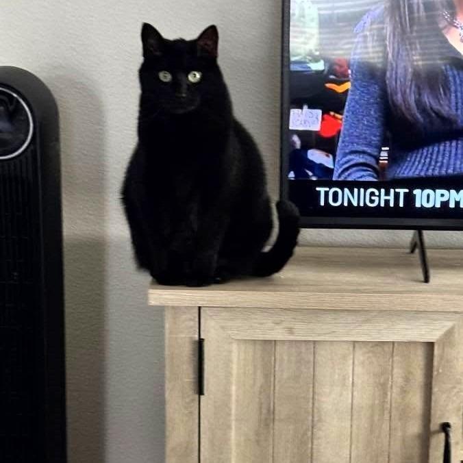 Enlarge Rosie, a Adoptable American Shorthair in Shawnee, KS image 1/6