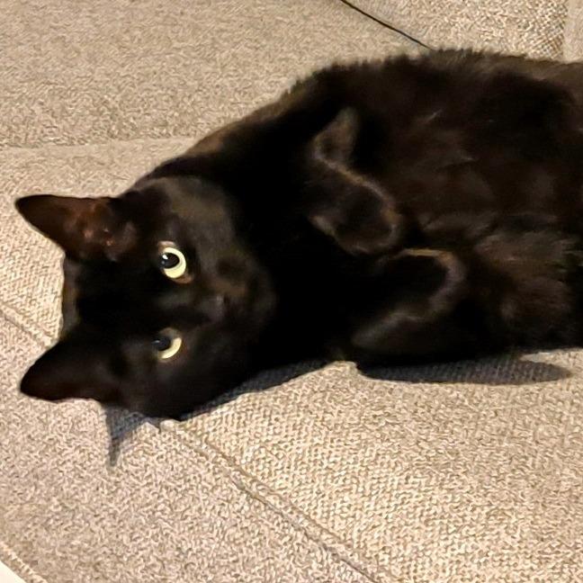 Enlarge Rosie, a Adoptable American Shorthair in Shawnee, KS image 2/6