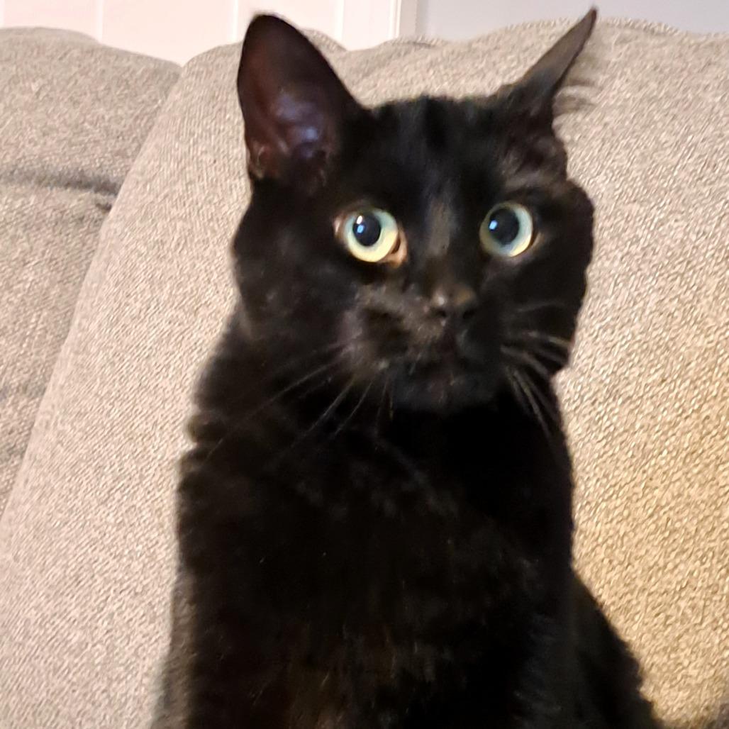 Enlarge Rosie, a Adoptable American Shorthair in Shawnee, KS image 3/6