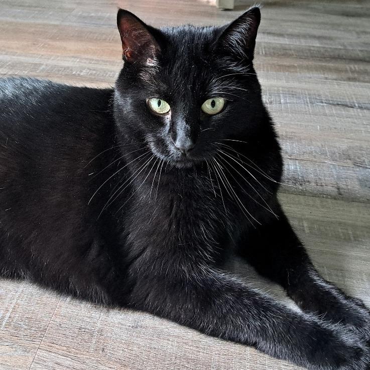 Rosie, Adoptable, Adult Female American Shorthair.