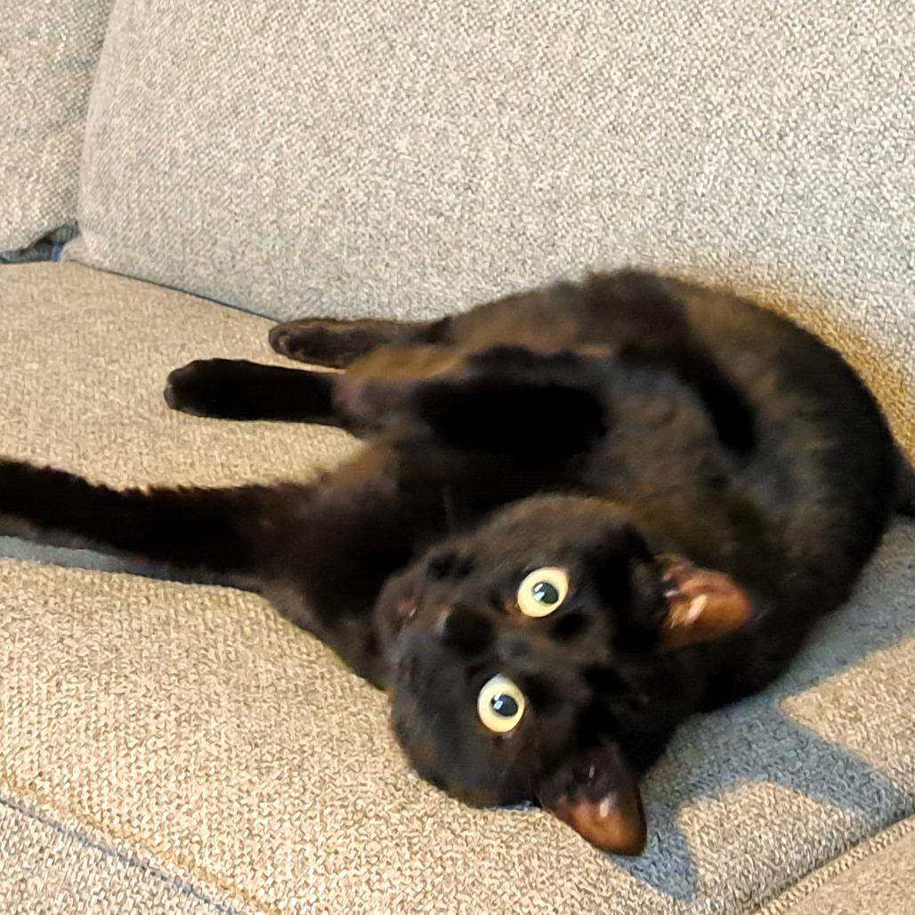 Enlarge Rosie, a Adoptable American Shorthair in Shawnee, KS image 4/6