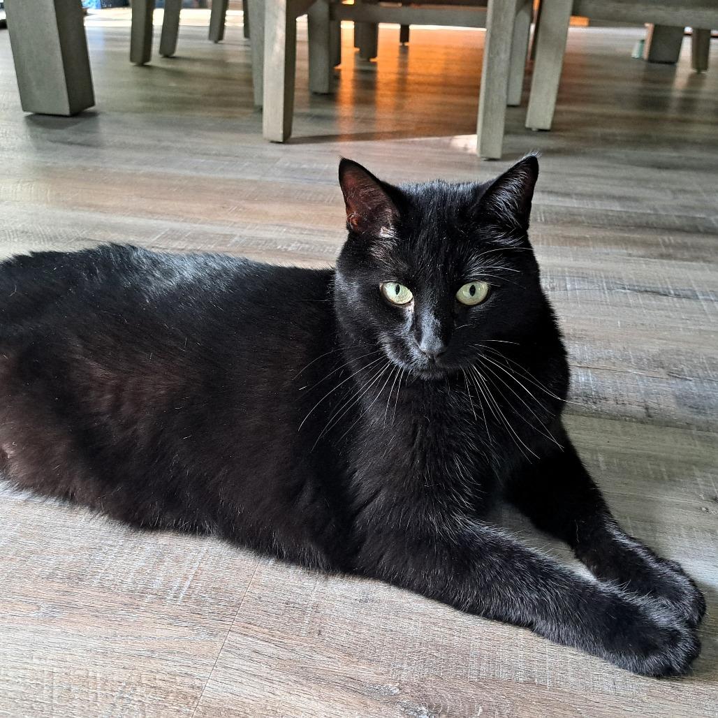 Enlarge Rosie, a Adoptable American Shorthair in Shawnee, KS image 5/6