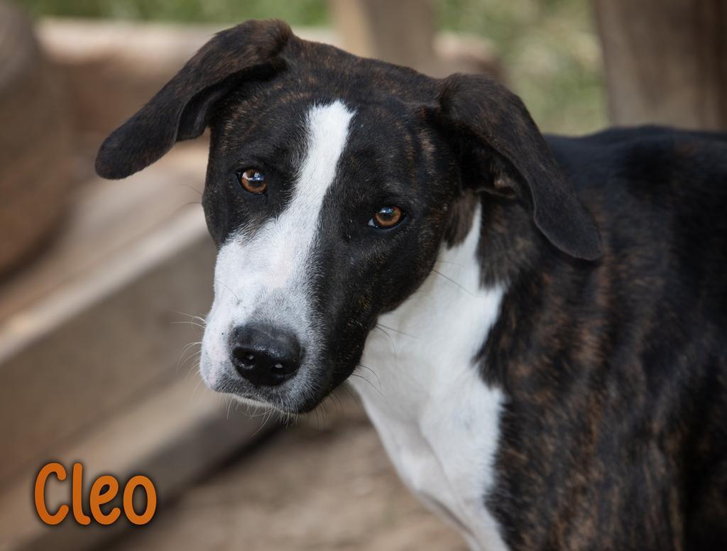 Cleo, Adoptable, Young Female Hound & Affenpinscher.