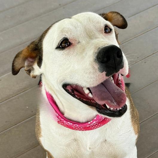 CELESTE, adopted, Adult Female American Staffordshire Terrier & Terrier.