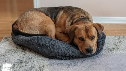 Enlarge Rogers, a ADOPTABLE Mixed Breed in Toronto, ON image 1/5