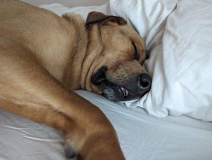 Enlarge Rogers, a ADOPTABLE Mixed Breed in Toronto, ON image 3/5