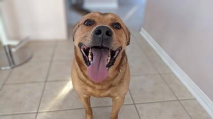 Rogers, ADOPTABLE, Adult Male Mixed Breed.