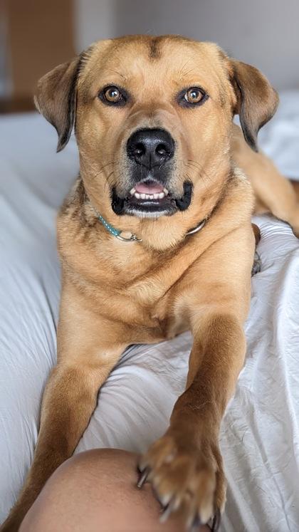 Enlarge Rogers, a ADOPTABLE Mixed Breed in Toronto, ON image 5/5