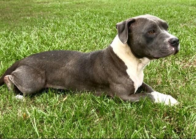 Enlarge MAYA, a Adoptable Pit Bull Terrier in Appling, GA image 1/1