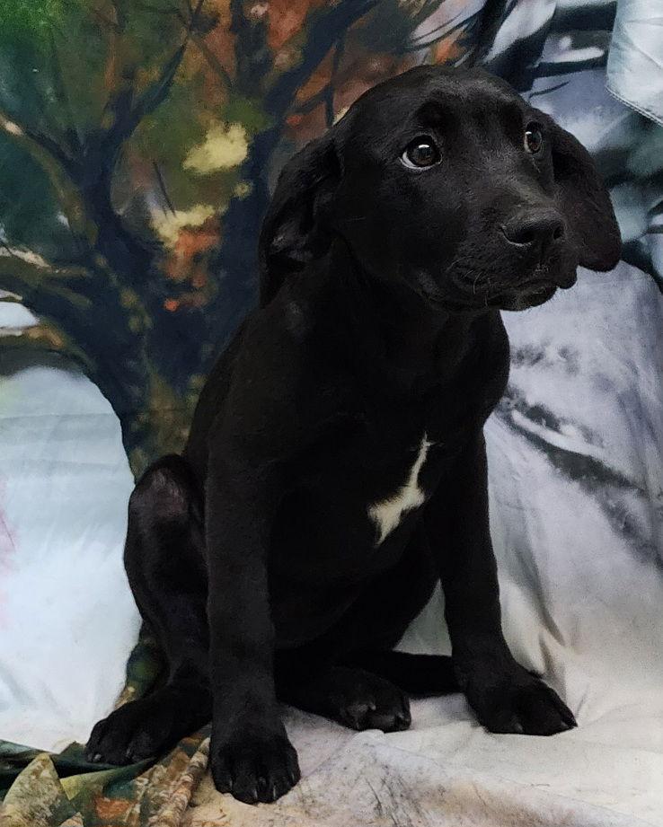 260094 Tequila, a Adopted mixed breed in Wetumpka, AL image 1/3