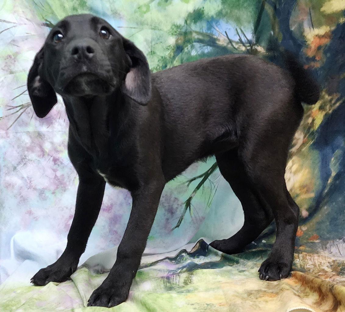 260094 Tequila, a Adopted mixed breed in Wetumpka, AL image 2/3